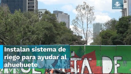 Segundo ahuehuete está bajo revisiones constantes: Sedema