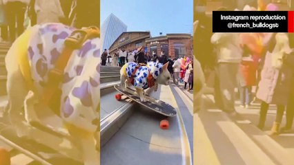 Vídeo hilário: cão buldogue francês dá show sobre o skate