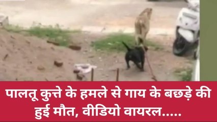 झाँसी: गाय के बछड़े पर छोड़ा कुत्ता,हुई मौत,अब पुलिस महिला को भेजेगी जेल