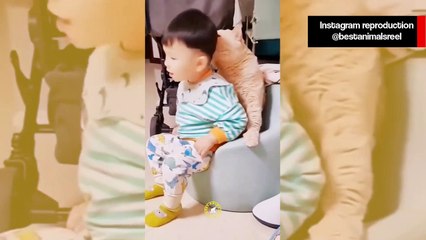 Vídeo comprova: gatos não têm paciência com bebês humanos