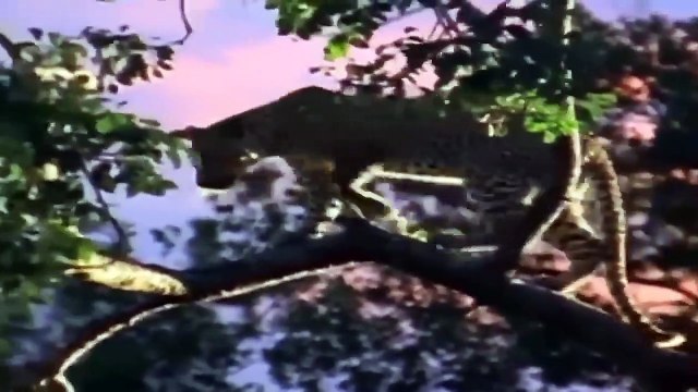 The boar's bravery wise The boar cleverly tricks the hyena into charging into the depths the cl