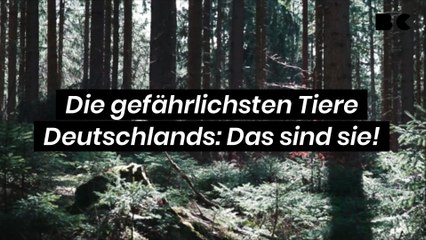 Die gefährlichsten Tiere Deutschlands: Das sind sie!