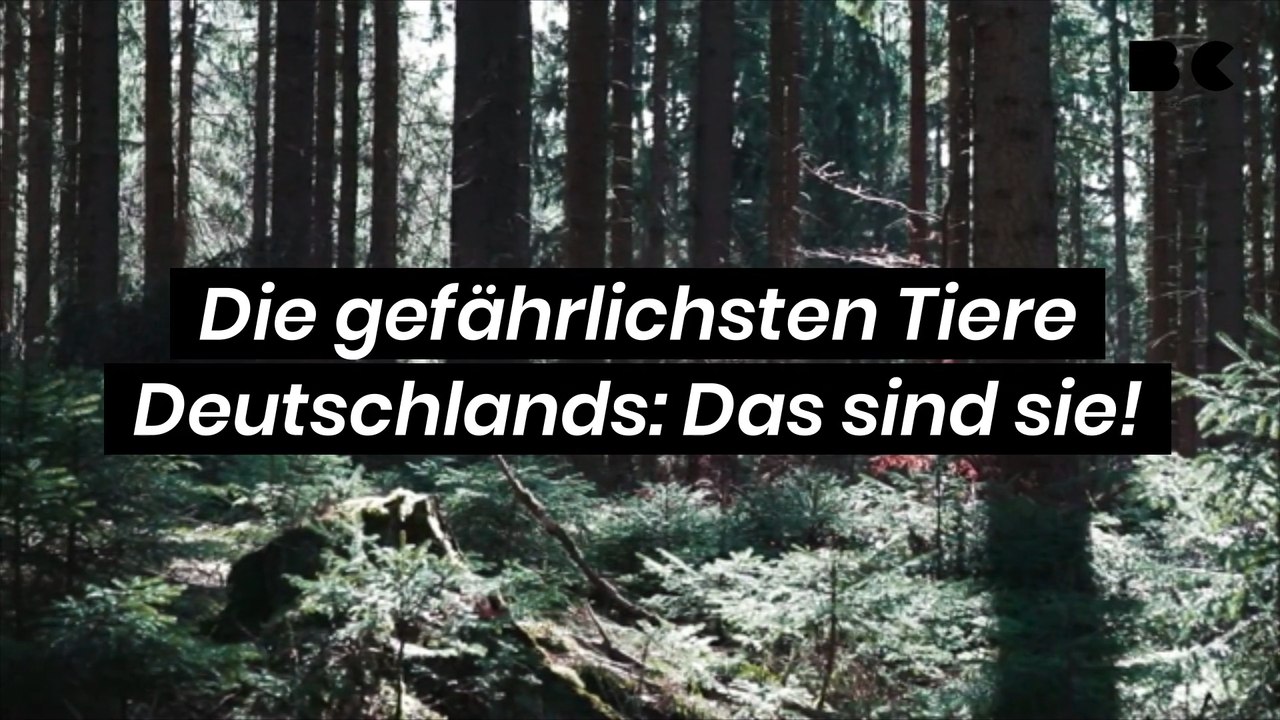 Die gefährlichsten Tiere Deutschlands: Das sind sie!
