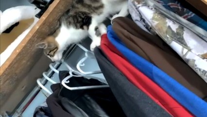 'Hold on!' - Ninja cat is back to her closet shenanigans *Hilarious Cat Antics*