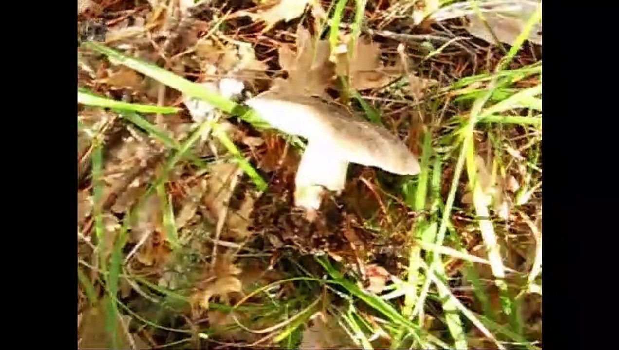 Tricholoma atrosquamosum. Champimaginatis. English Text