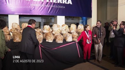 Muestran fósil del posible animal más pesado de la historia