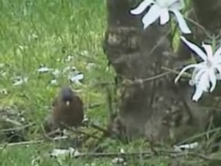 Pinson male filmé dans mon jardin le 15 03 2007