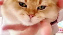 Funny cat videos | cute cats | Try not to laugh | Cat videos Compilation 2023