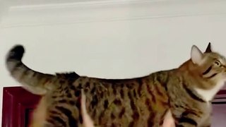 Funny cat videos | cute cats | Try not to laugh | Cat videos Compilation 2023