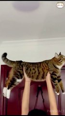 Funny cat videos | cute cats | Try not to laugh | Cat videos Compilation 2023