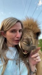 Goofball Baby Camel