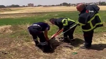 Araç lastiği körüğüne sıkışan köpek itfaiye ekiplerince kurtarıldı