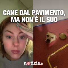 Dal pavimento del bagno esce la testa di un cane
