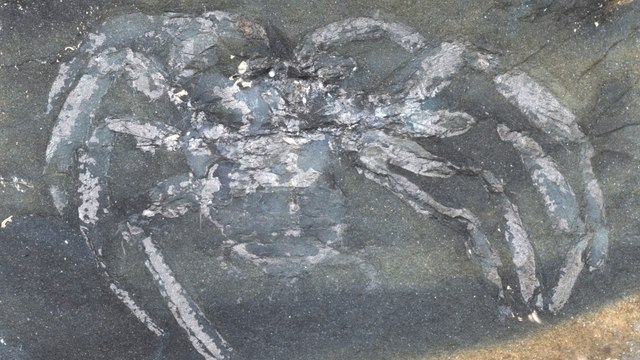Interesting but Mostly Creepy 310-Million-Year-Old Spider Fossil Unearthed