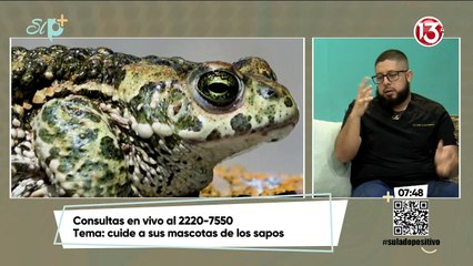 Cuide a sus mascotas de los sapos