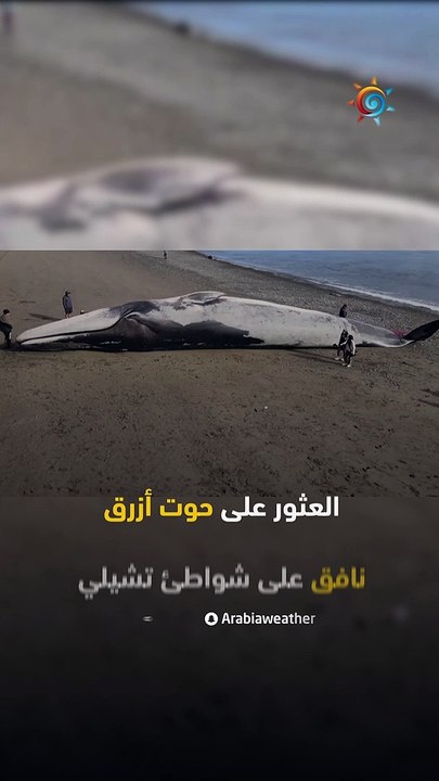 العثور على حوت أزرق عملاق نافق على شواطئ تشيلي .. كيف وصل إلى هناك؟