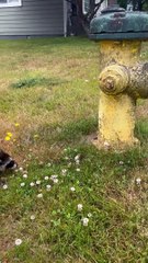 Bébé raton laveur n'est pas sûr de la bouche d'incendie