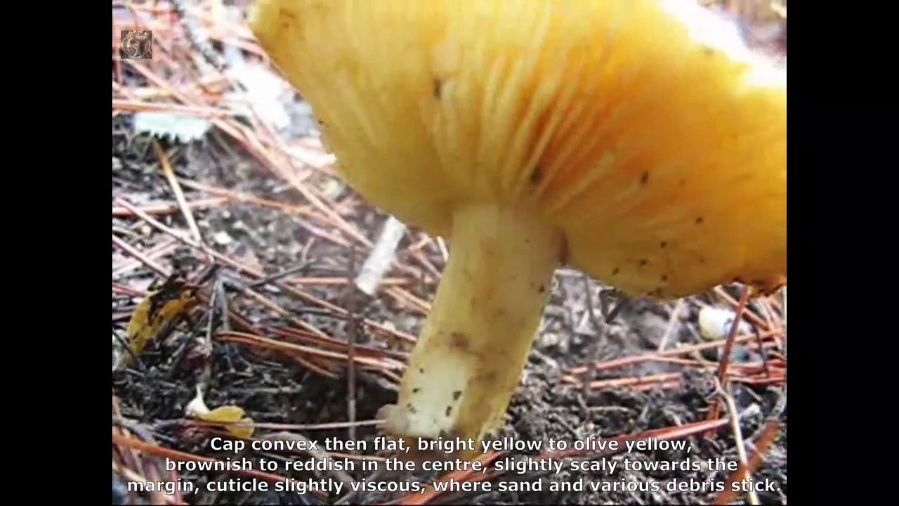 Tricholoma auratum. Champimaginatis. English Text