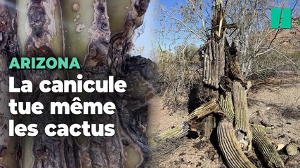 Même ces cactus mythiques ne supportent plus les conditions climatiques en Arizona