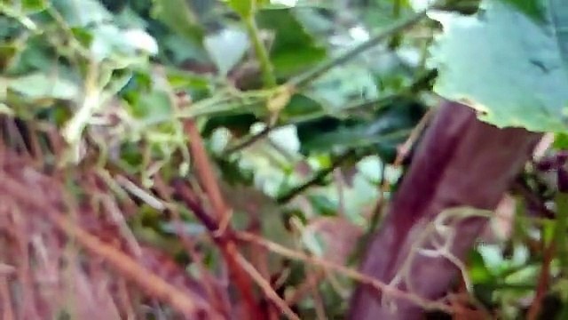 বাংলা চটি | Review of Beautiful improved varieties of hill gourd tree flower plant