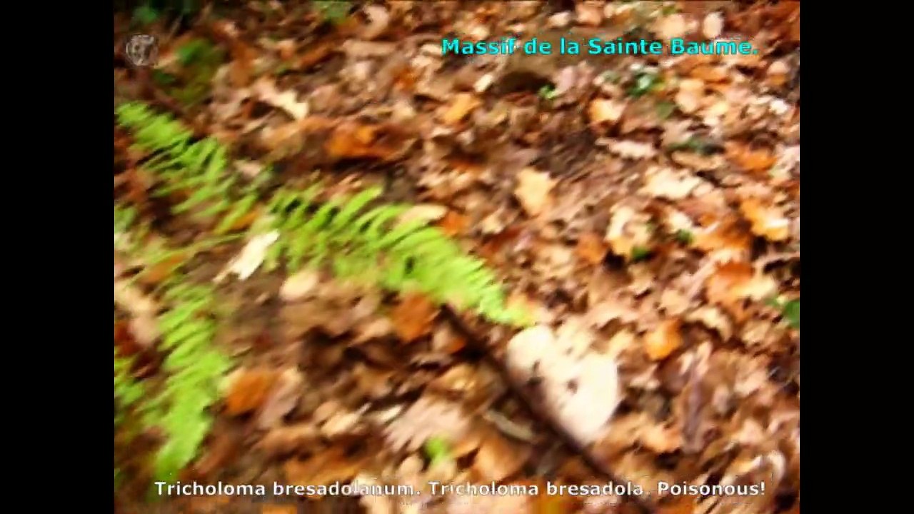 Tricholoma bresadolanum. Champimaginatis. English Text
