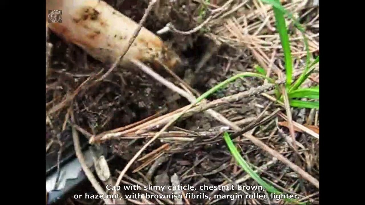 Tricholoma batschii. Champimaginatis. English Text
