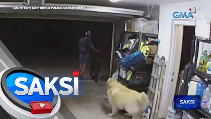 Magnanakaw, nilaro pa ang golden retriever bago tumakas | Saksi