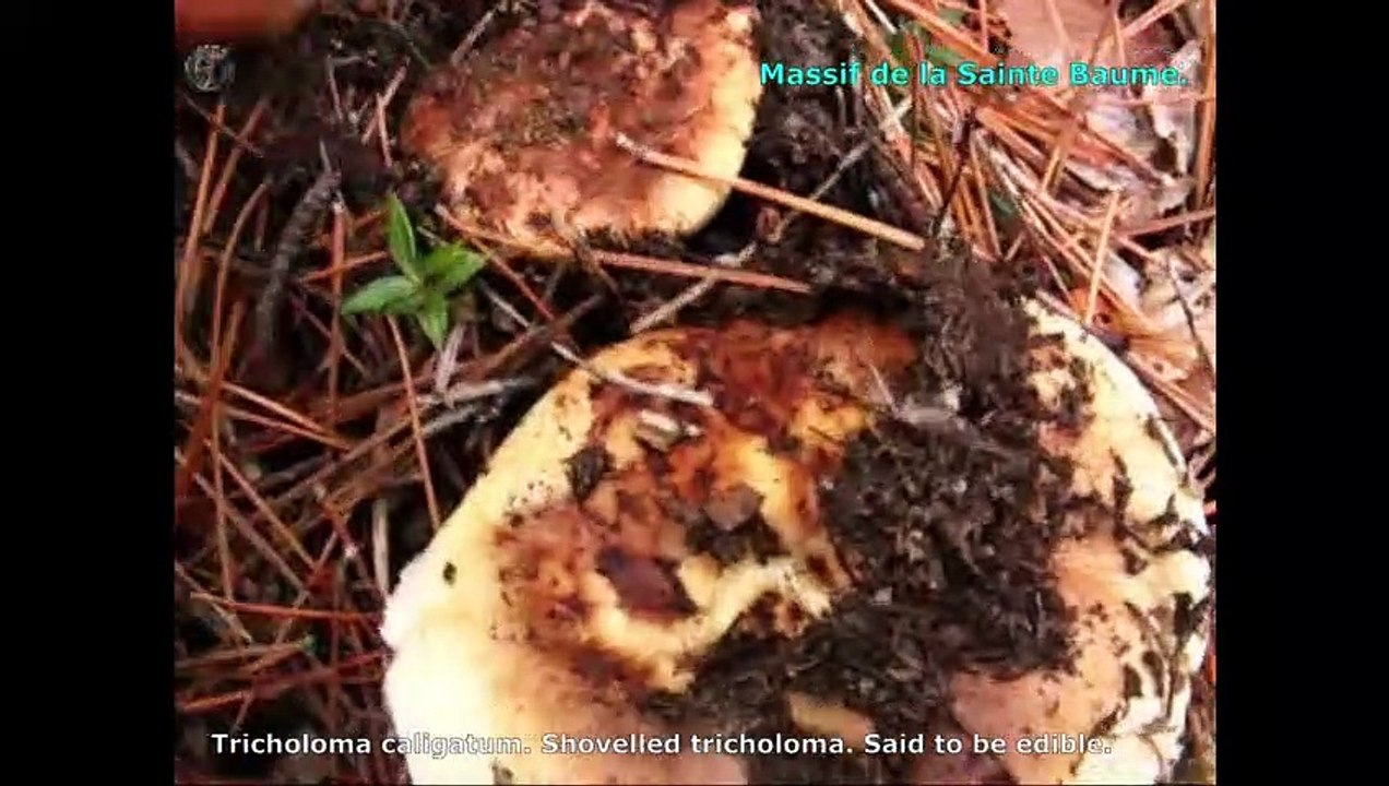 Tricholoma caligatum. Champimaginatis. English Text