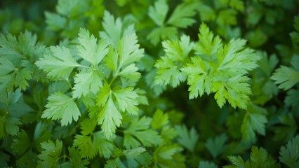 How to Harvest Parsley So It Keeps Growing