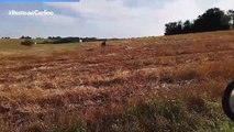 Il video del lupo che trotterella nei campi a Treia (Macerata)