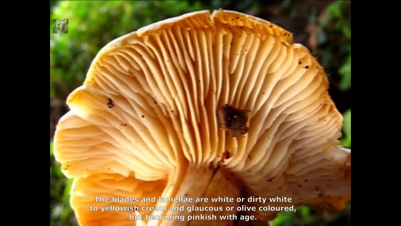 Tricholoma saponaceum. Champimaginatis. English Text