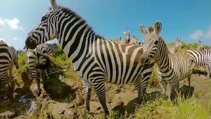 Zebras Are The Most Unluckiest Animals on Earth !!