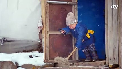 Voici comment le loup sauvage est devenu un chien - ZAPPING SAUVAGE
