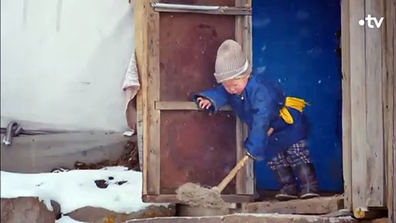 Voici comment le loup sauvage est devenu un chien - ZAPPING SAUVAGE