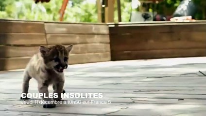 Une chatte adopte des canetons orphelins - ZAPPING SAUVAGE 18