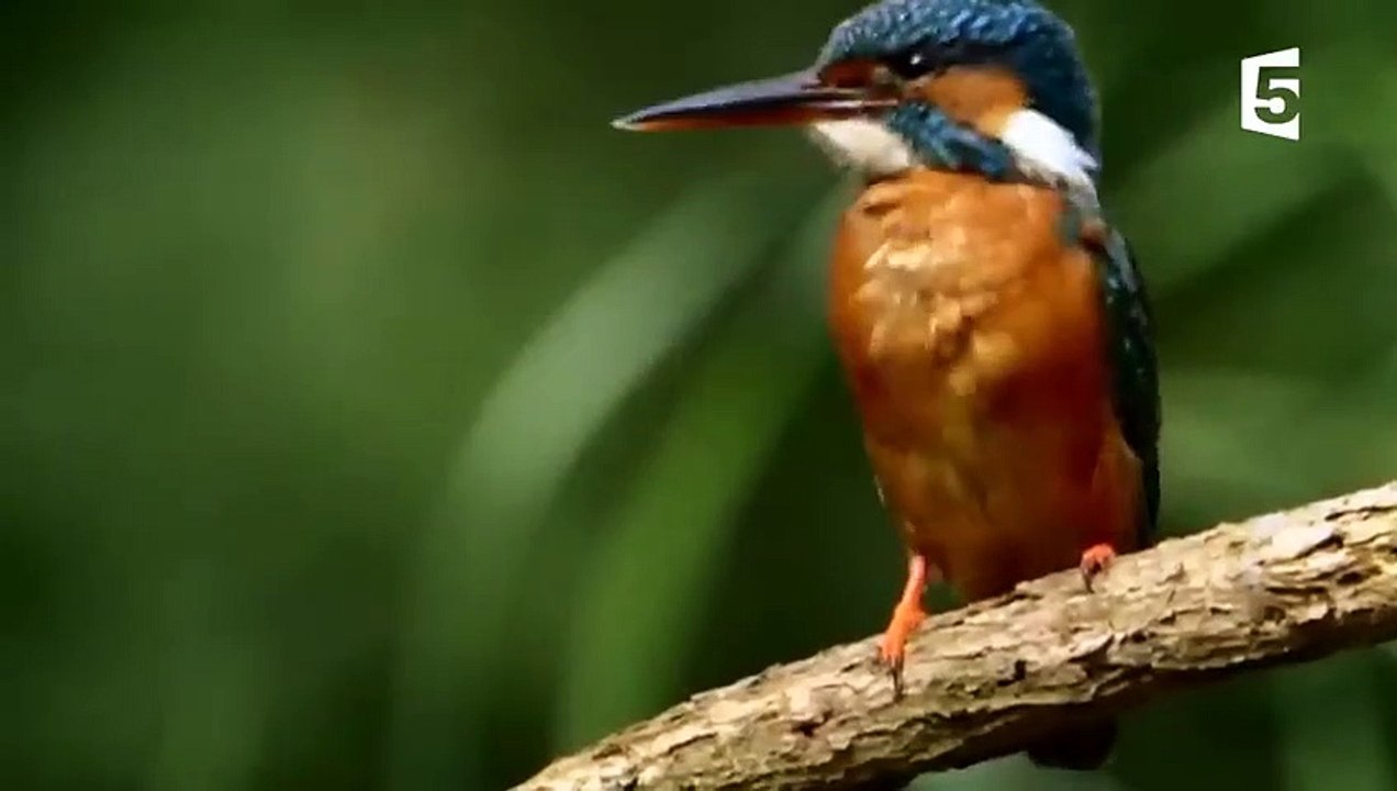 Un splendide martin-pêcheur en slow motion - ZAPPING SAUVAGE