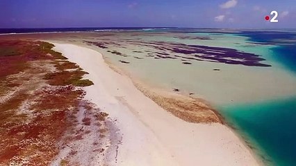 Un poisson gobe un oiseau en plein vol - ZAPPING SAUVAGE