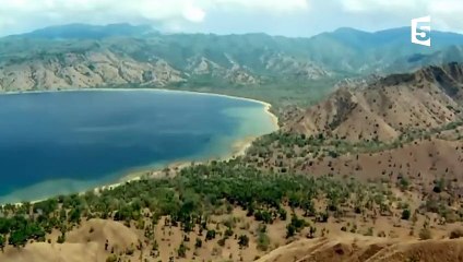 Un dragon de Komodo attaque un buffle - ZAPPING SAUVAGE