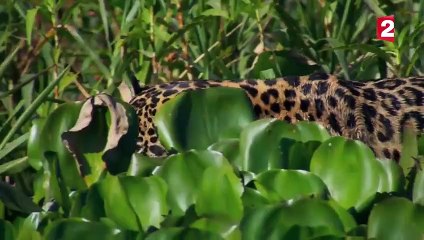Un jaguar attaque un caïman ! - ZAPPING SAUVAGE