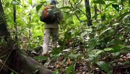 Titanoboa  le serpent géant disparu - ZAPPING SAUVAGE