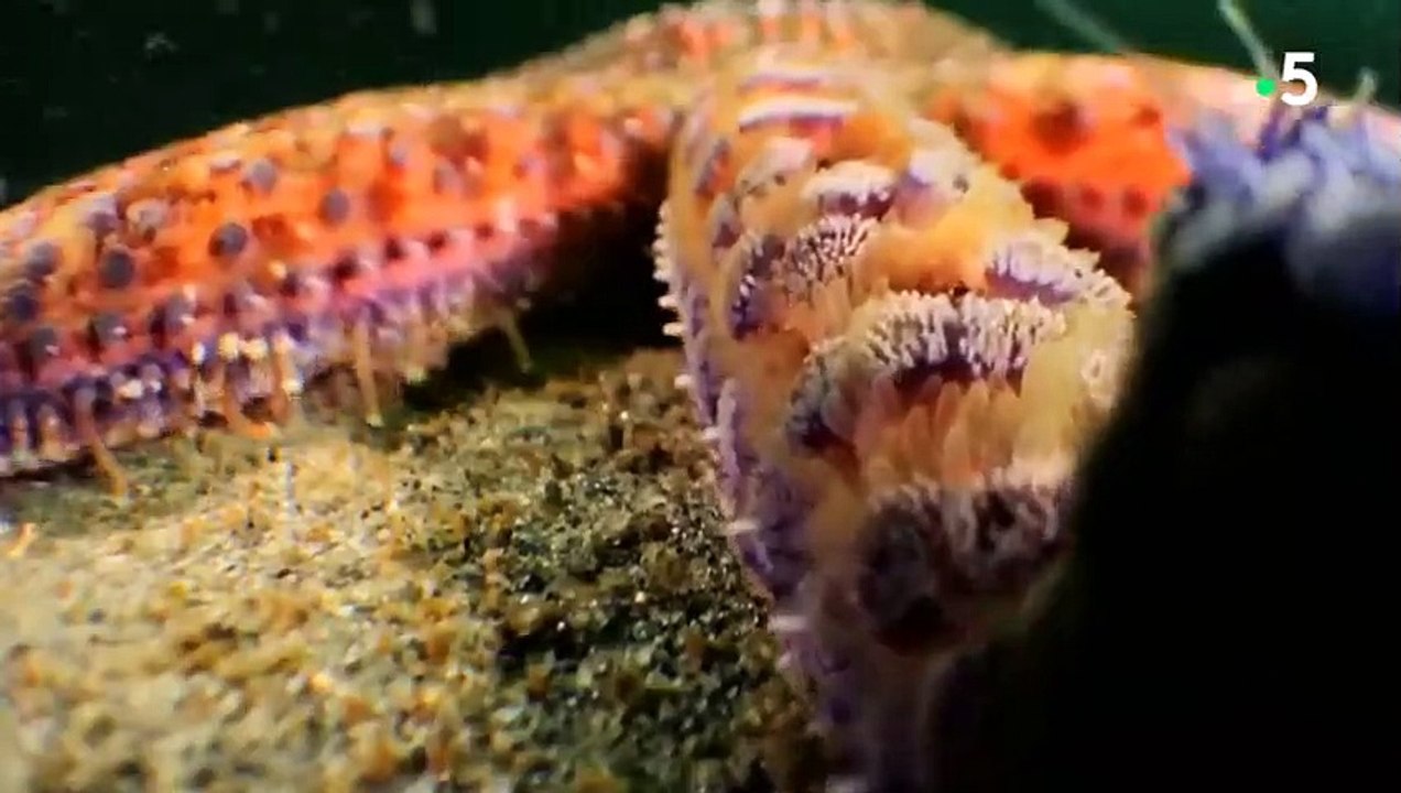 Soleil de mer VS crabe géant - ZAPPING SAUVAGE