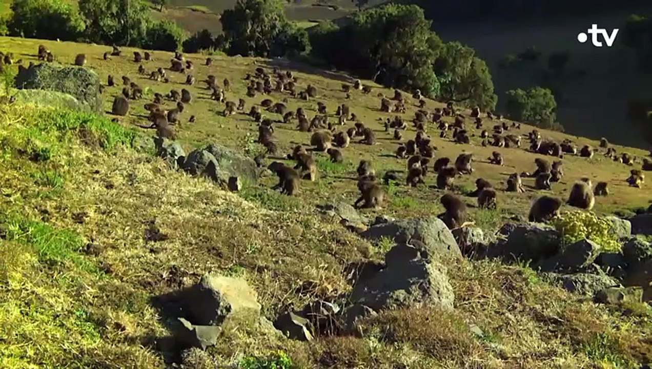 Singe-roi et frères ennemis, le pouvoir à tout prix - ZAPPING SAUVAGE