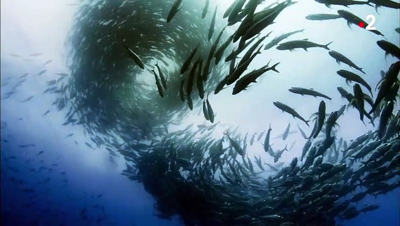 Requin-baleine  le plus grand poisson du monde - ZAPPING SAUVAGE