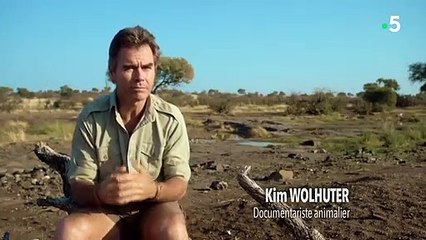 Relation exceptionnelle avec des guépards - ZAPPING SAUVAGE