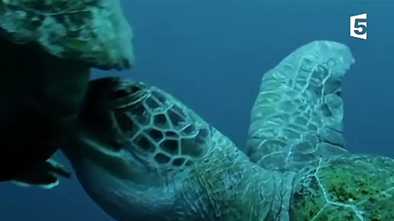Plan à trois chez les tortues - ZAPPING SAUVAGE