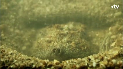 N'ayez pas l'esprit mal tourné en voyant cette tortue - ZAPPING SAUVAGE