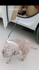 Wooow pet animal//animal lever//doglover