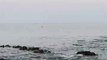 Delfines nadando en la playa del Tarajal