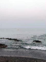 Delfines nadando en la playa del Tarajal