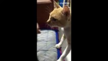 Jealous cat wants attention after hearing  meow  on person's phone
